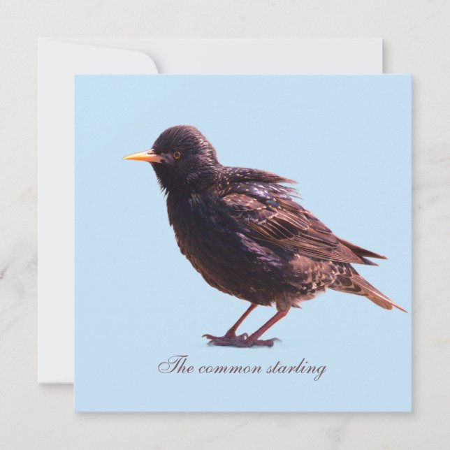 Starling  holiday card (Front)