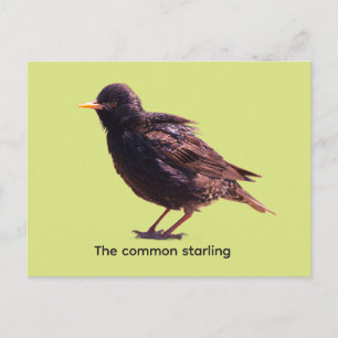 Starling  holiday postcard