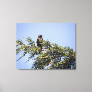 Starling in a Spruce Tree Canvas Print
