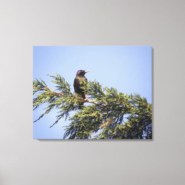 Starling in a Spruce Tree Canvas Print (Front)