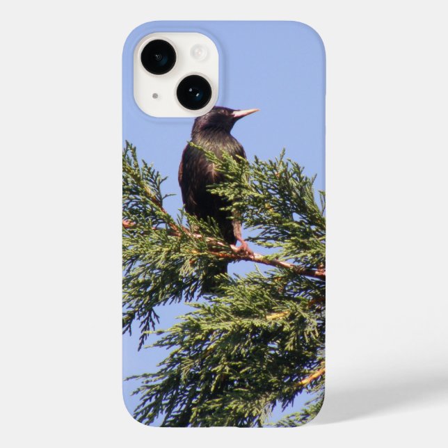 Starling in a Spruce Tree Case-Mate iPhone Case (Back)