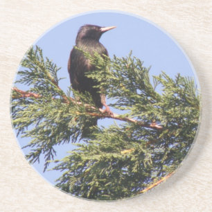 Starling in a Spruce Tree Coasters