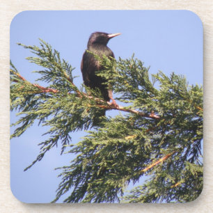 Starling in a Spruce Tree Cork Coaster