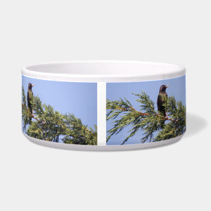 Starling in a Spruce Tree Dog Bowl