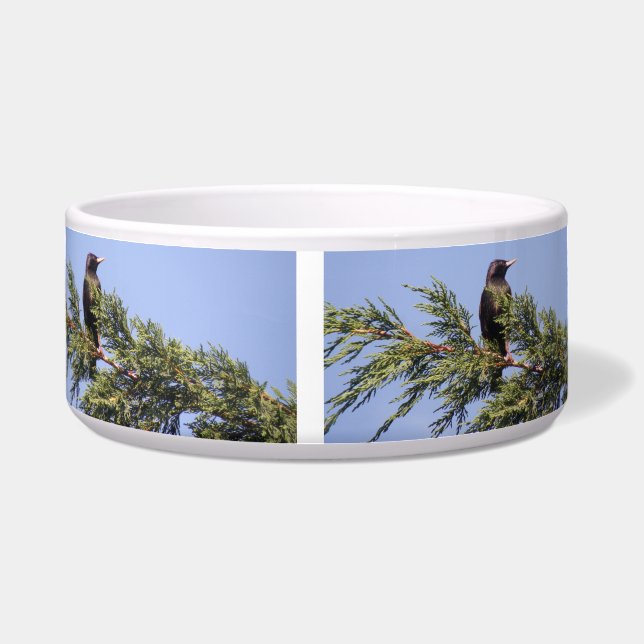 Starling in a Spruce Tree Dog Bowl (Front)