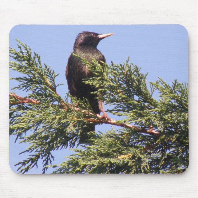 Starling in a Spruce Tree Mousepad (Front)