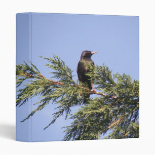 Starling in a Spruce Tree Photograph Album Binder