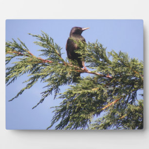 Starling in a Spruce Tree Plaque