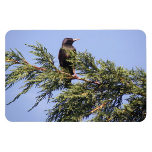Starling in a Spruce Tree Premium Magnet