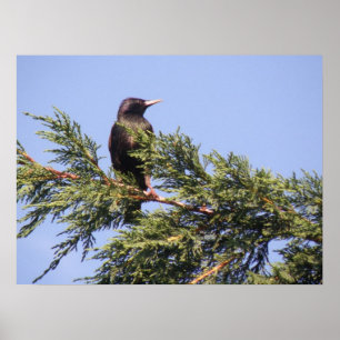 Starling in a Spruce Tree Print