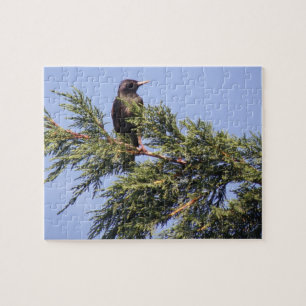 Starling in a Spruce Tree Puzzle