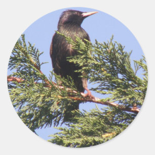 Starling in a Spruce Tree Stickers