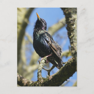 Starling in the Sun DIY Postcard