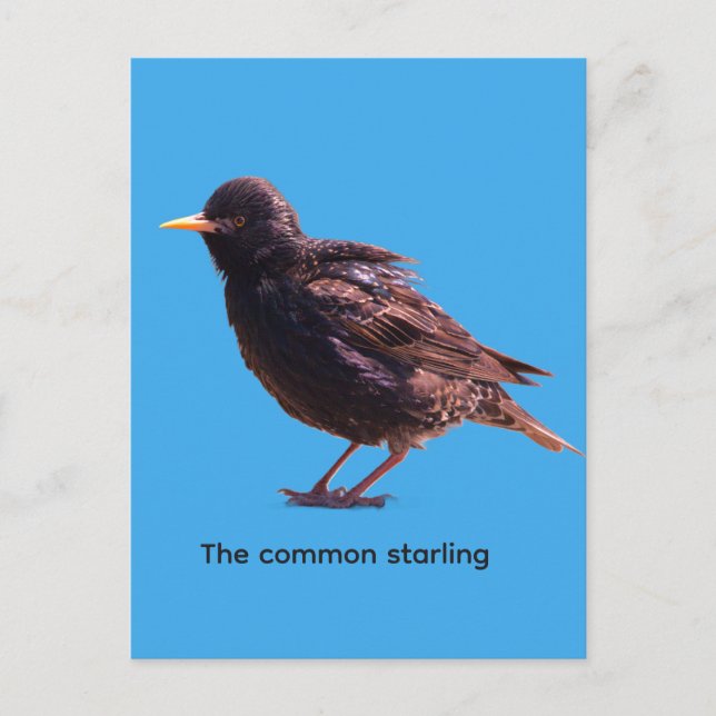 Starling  invitation postcard (Front)