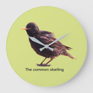 Starling  large clock