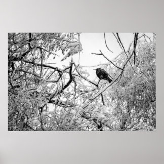 Starling on a frozen tree poster
