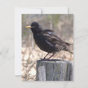 Starling on a Wooden Post RSVP Card