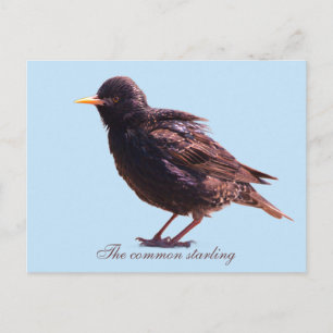 Starling  postcard