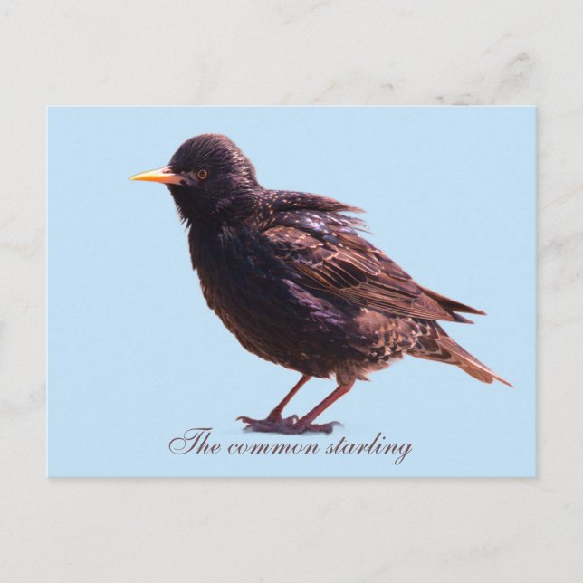 Starling  postcard (Front)