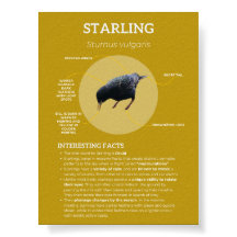 Starling