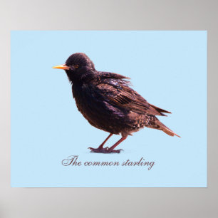 Starling  poster