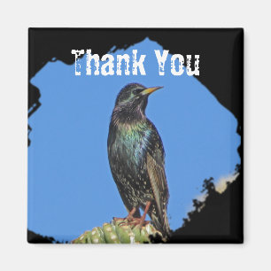 Starling Saguaro Cactus Beautiful Southwest Bird Magnet