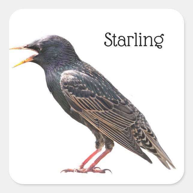 Starling Square Sticker (Front)