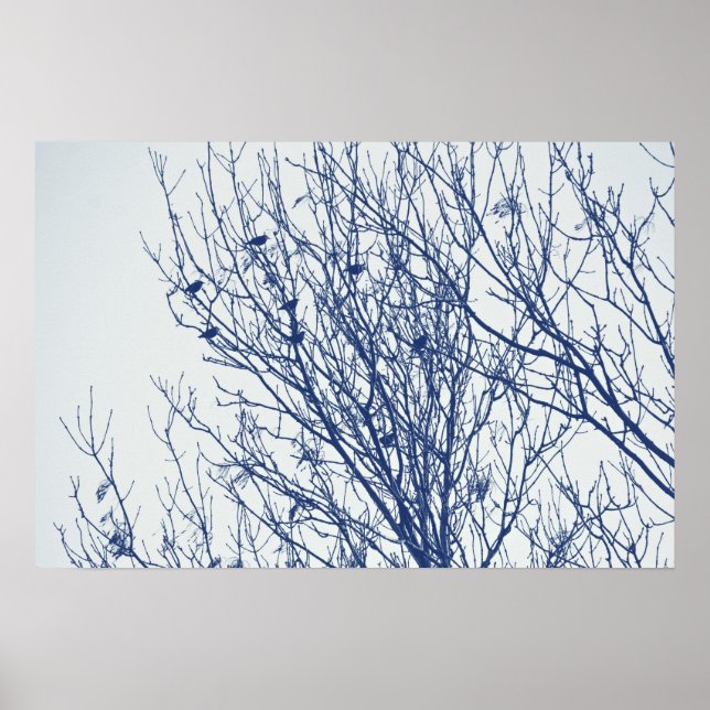Starlings in a Tree - Cyanotype Effect Poster (Front)
