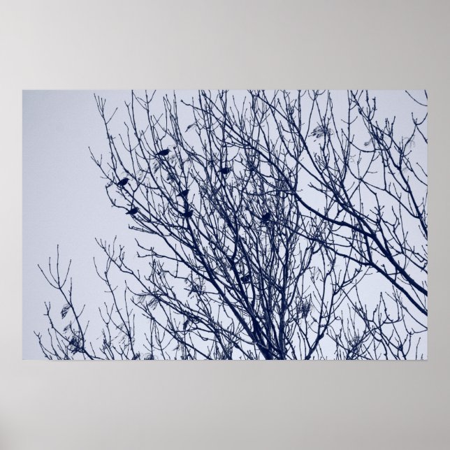 Starlings in a Tree Poster (Front)