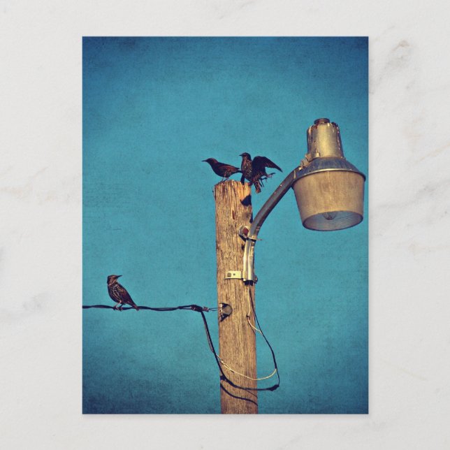 Starlings Postcard (Front)
