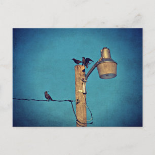 Starlings Postcard
