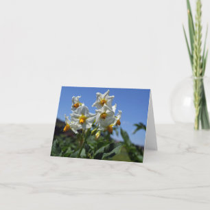 Starry flowers Solanum tuberosum Card