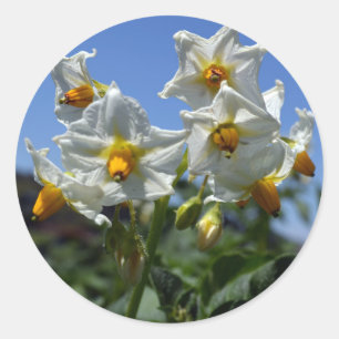 Starry flowers Solanum tuberosum Classic Round Sticker