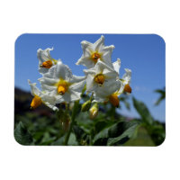 Starry flowers Solanum tuberosum