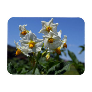Starry flowers Solanum tuberosum  Magnet