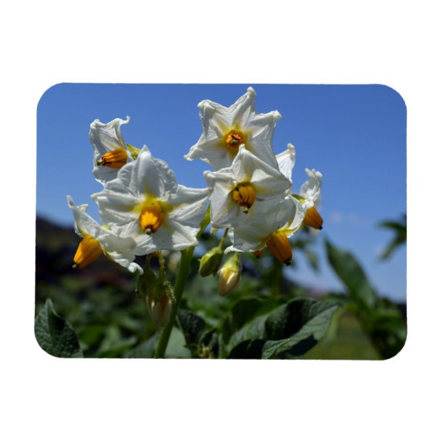 Starry flowers Solanum tuberosum  Magnet (Horizontal)
