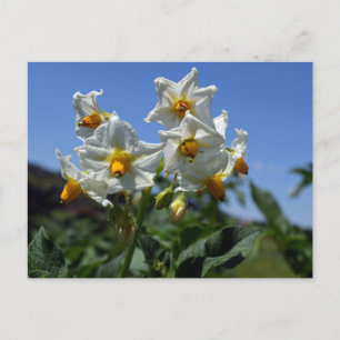 Starry flowers Solanum tuberosum   Postcard