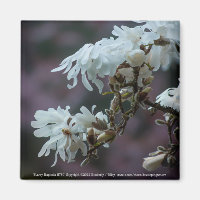 Starry Magnolia 5780