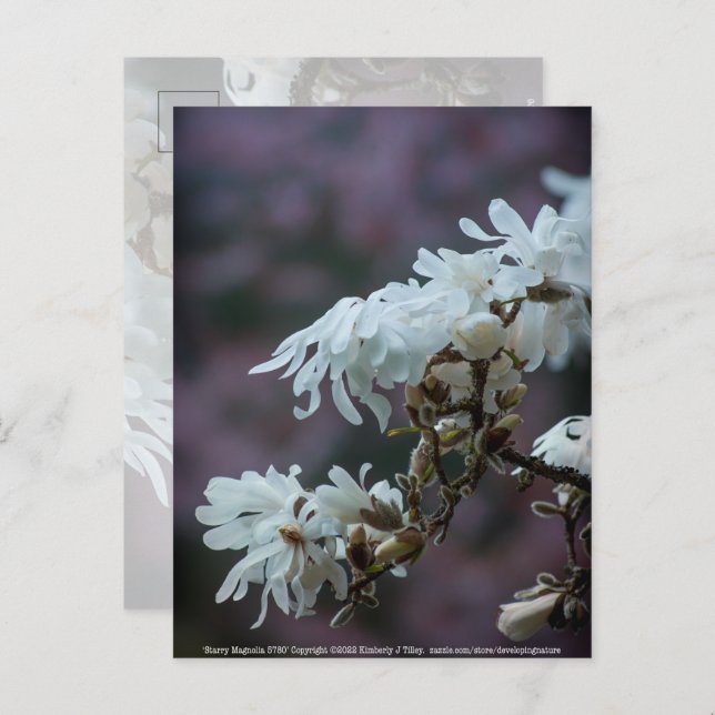 Starry Magnolia 5780 Postcard (Front/Back)