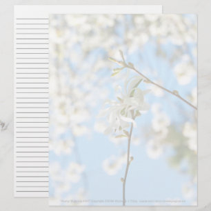 Starry Magnolia 6490