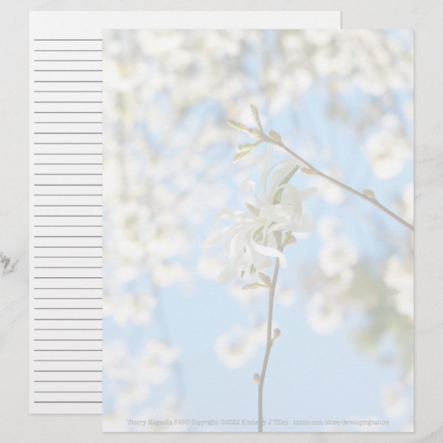 Starry Magnolia 6490 (Front/Back)