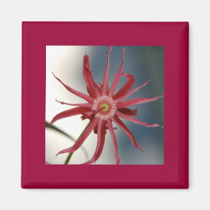 Starry Orchid Magnet
