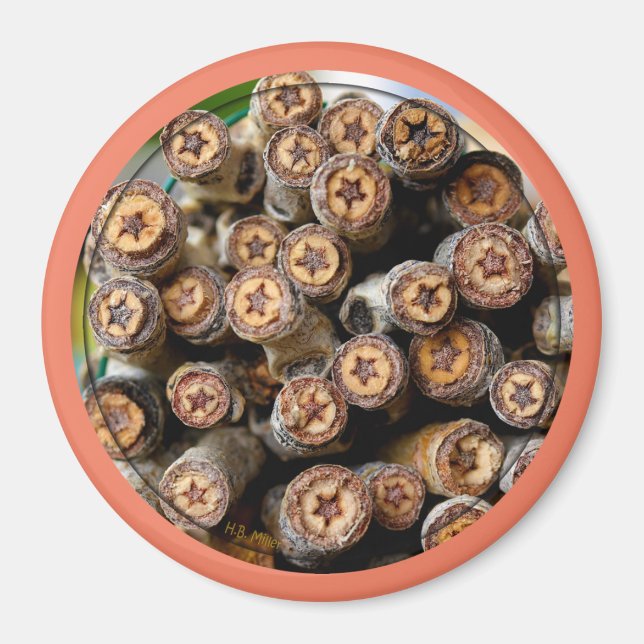 Stars along the Rio Grande Cotton Wood Trees Magnet (Front)