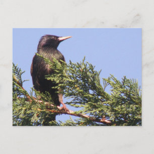 Starter dans une carte postale d'épinette