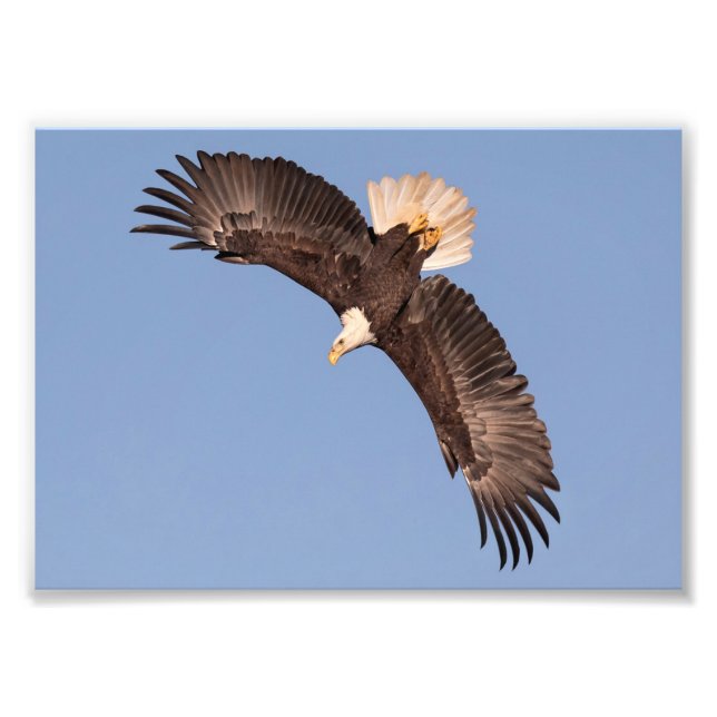 Starting To Dive Bald Eagle  Photo Print (Front)