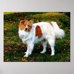 STARTING UNDER $20 - Collie on Lawn Poster