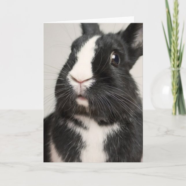 Startled Black and White Bunny Rabbit Card (Front)