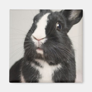 Startled Black and White Bunny Rabbit Magnet