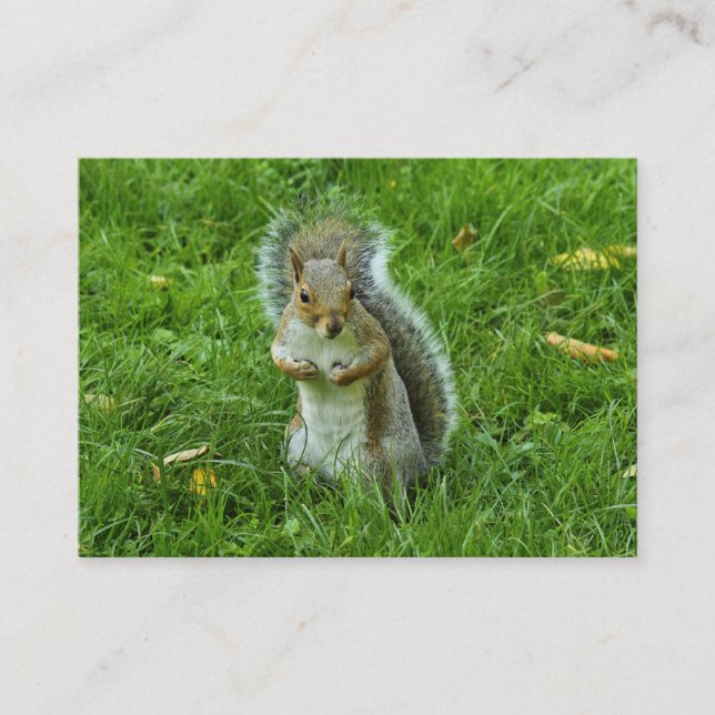 Startled Grey Squirrel, Bute Park, Cardiff Business Card (Front)