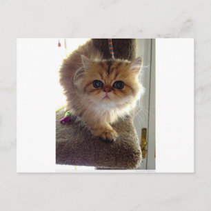 Startled Persian Kitten Postcard